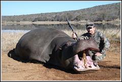 Hippo
