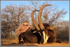 Nyala