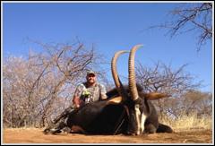 Blue Wildebeest