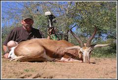 Springbuck