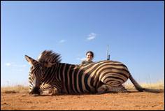 Blesbok